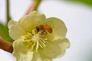 Bee8
