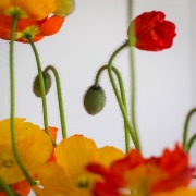Poppies-17